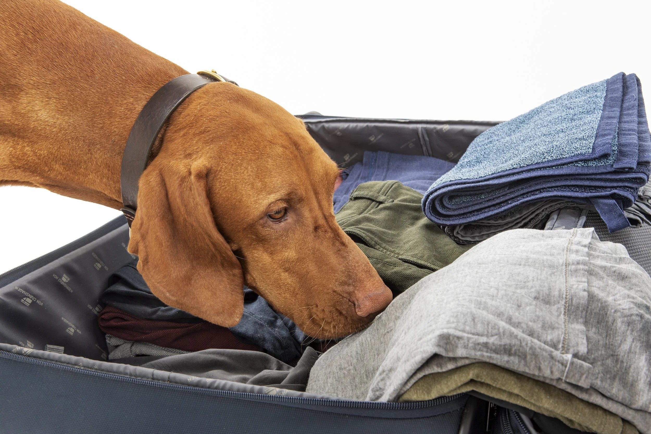 Der Bettwanzen-Spürhund Cappy bei der Suche nach Bettwanzen in einem Koffer.