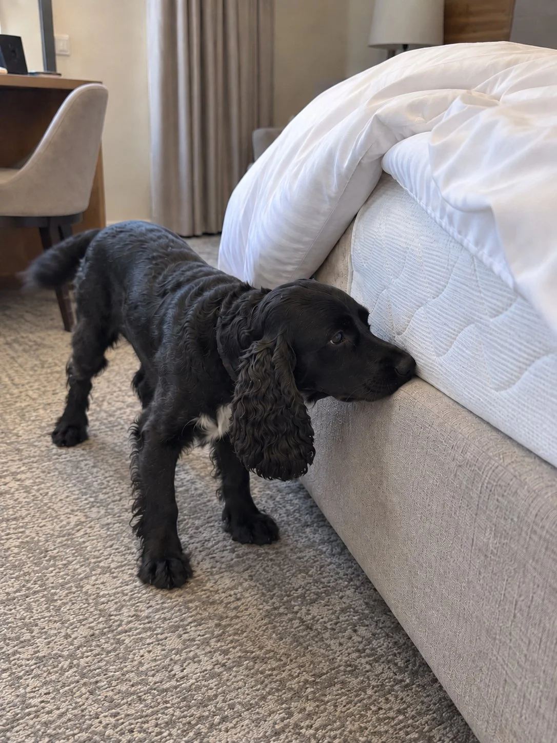 Der Bettwanzen-Spürhund Joe sucht in einem Hotelzimmer nach Bettwanzen.