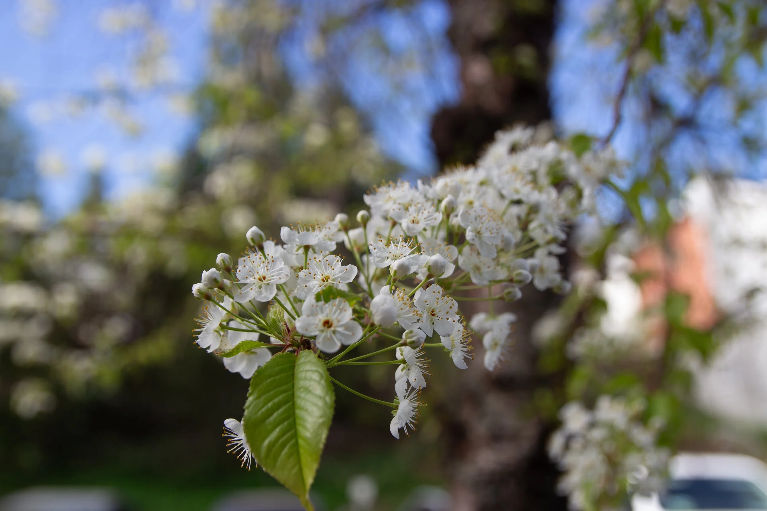 Spring arrived