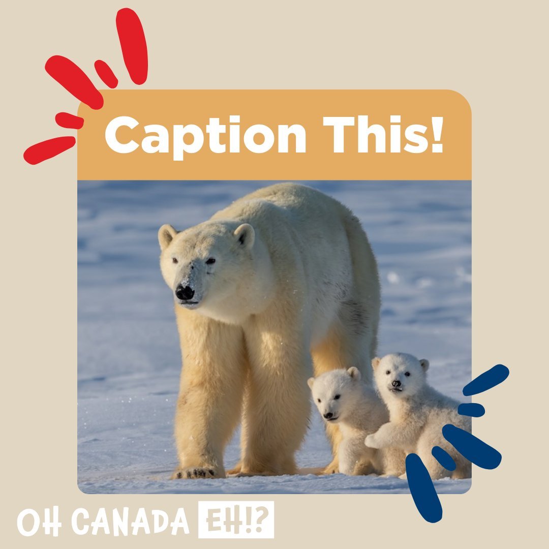 Alright, folks! Time to caption this adorable family portrait! What do you think this polar bear mom is saying to her two little cubs? 🐻🐾 #CaptionThis #PolarBearFamily #OhCanadaEh