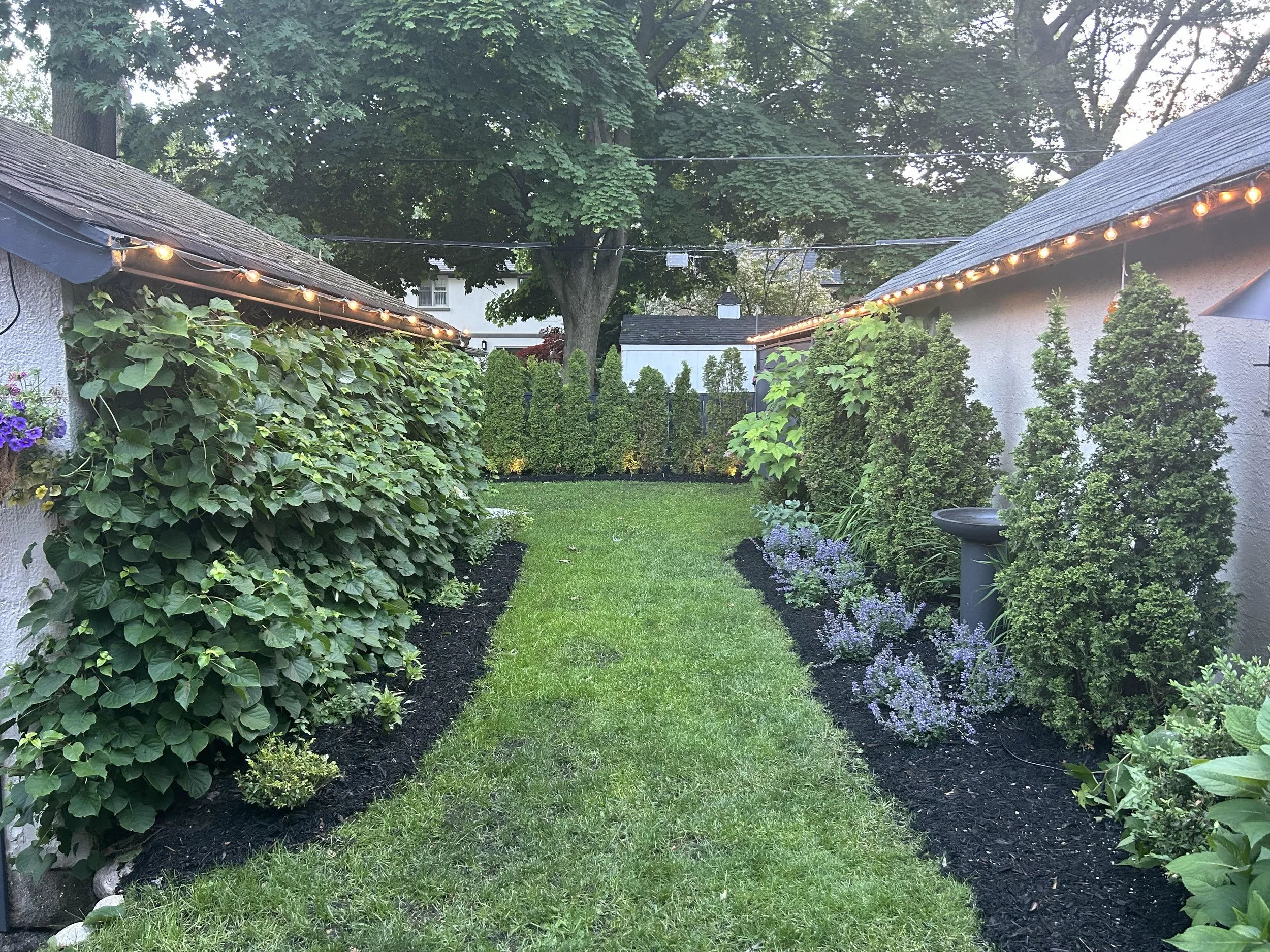 european-charm-toronto-garden-landscape-design-landscaper-landscaping-master-in-the-field-landscape-design-stephanie-leblanc-backyard-entertaining-privacy-outdoor-room-texture-colour-perspective-balance-sweet-smells-climbing-hydrangea-hydrangea-catmi