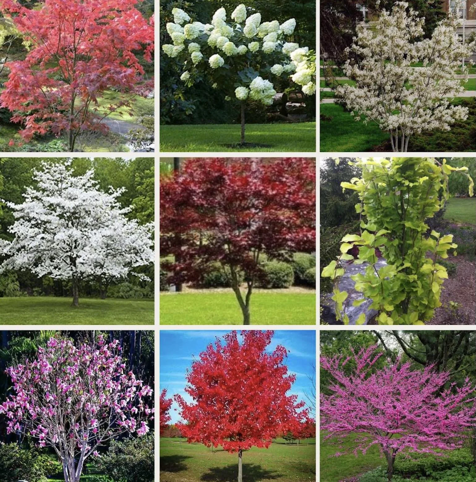 Different types of trees to make an impact and improve curb appeal.  Hornbeam, Beech, Birch, Oak, and Maple Trees