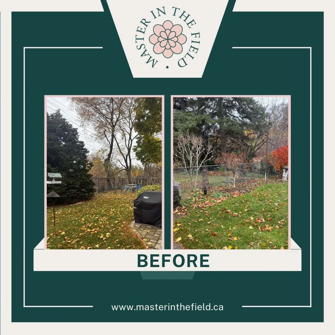 before photo of a backyard landscape transformation done by Master In The Field