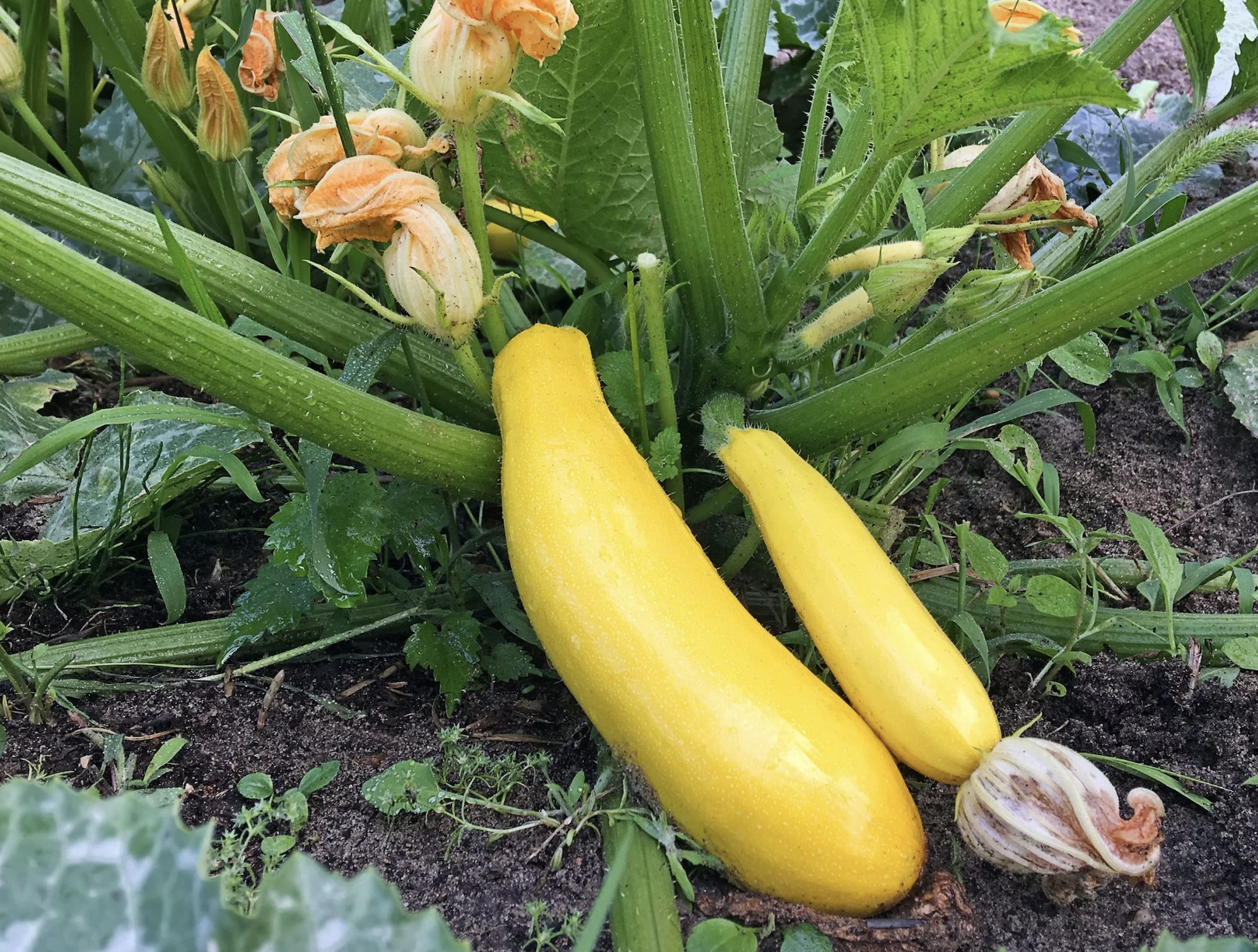 Squash.png