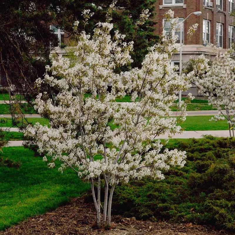 Autumn Brilliance Serviceberry Spring.jpg