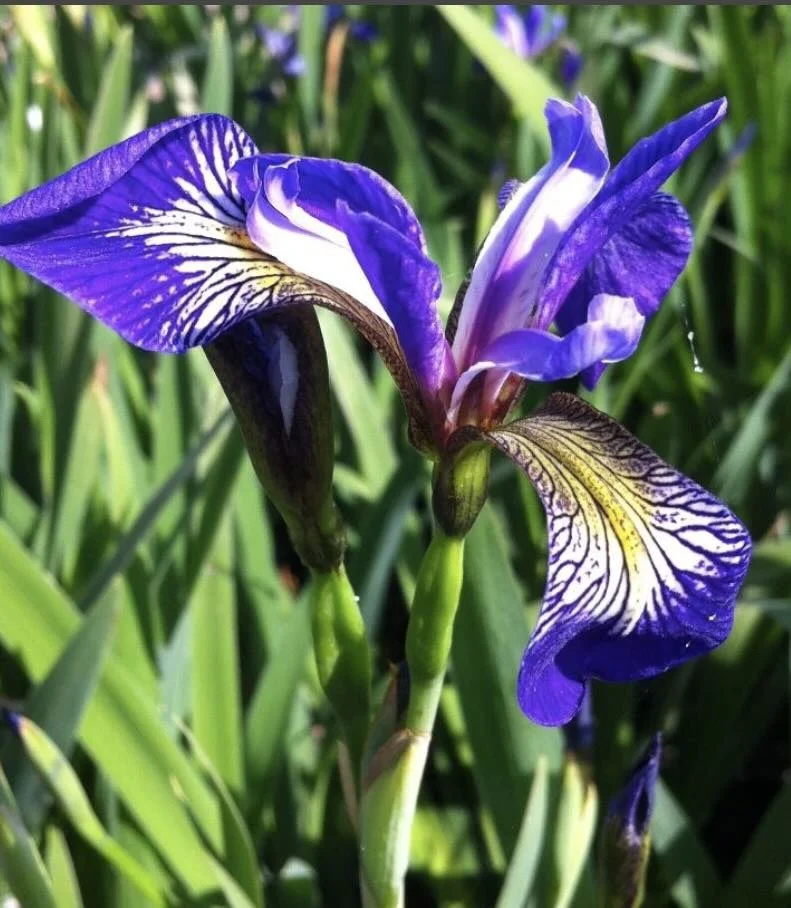 BLUE FLAG IRIS .jpg