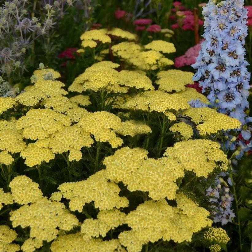 Sunny Yellow Yarrow.jpeg