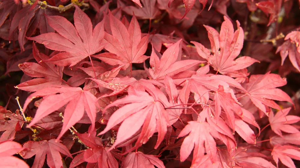 Acer-palmatum-Adrians-Compact LEAF.jpg