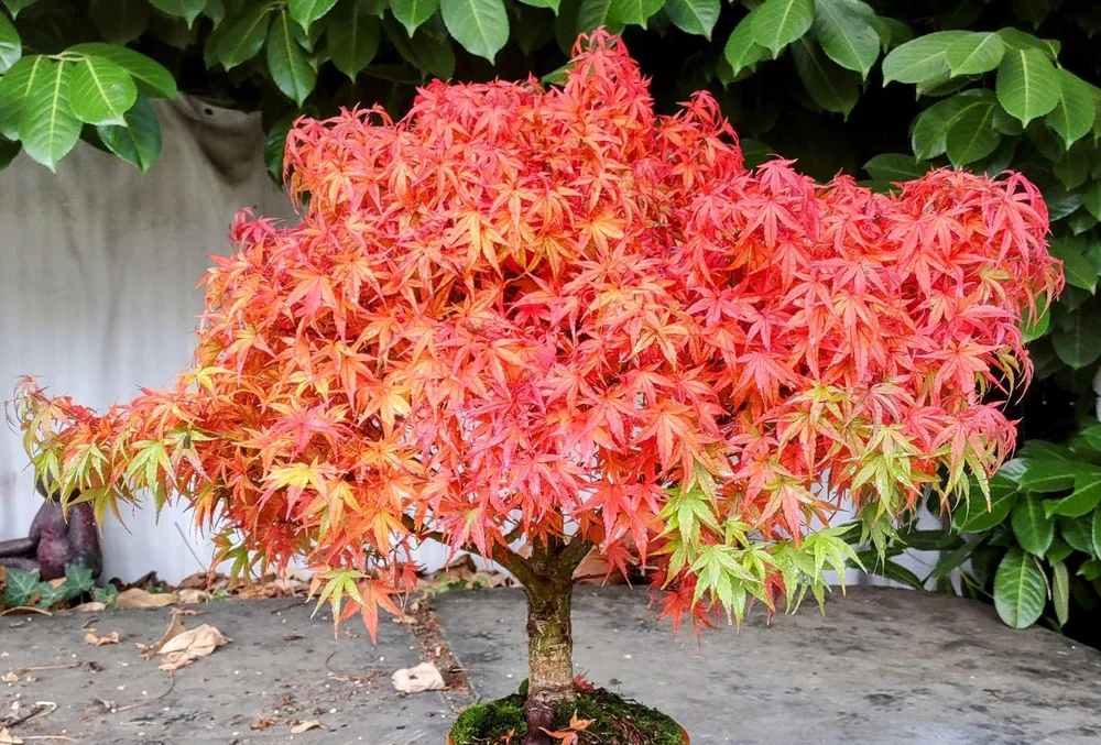 Acer palmatum ‘sharp’s pygmy’