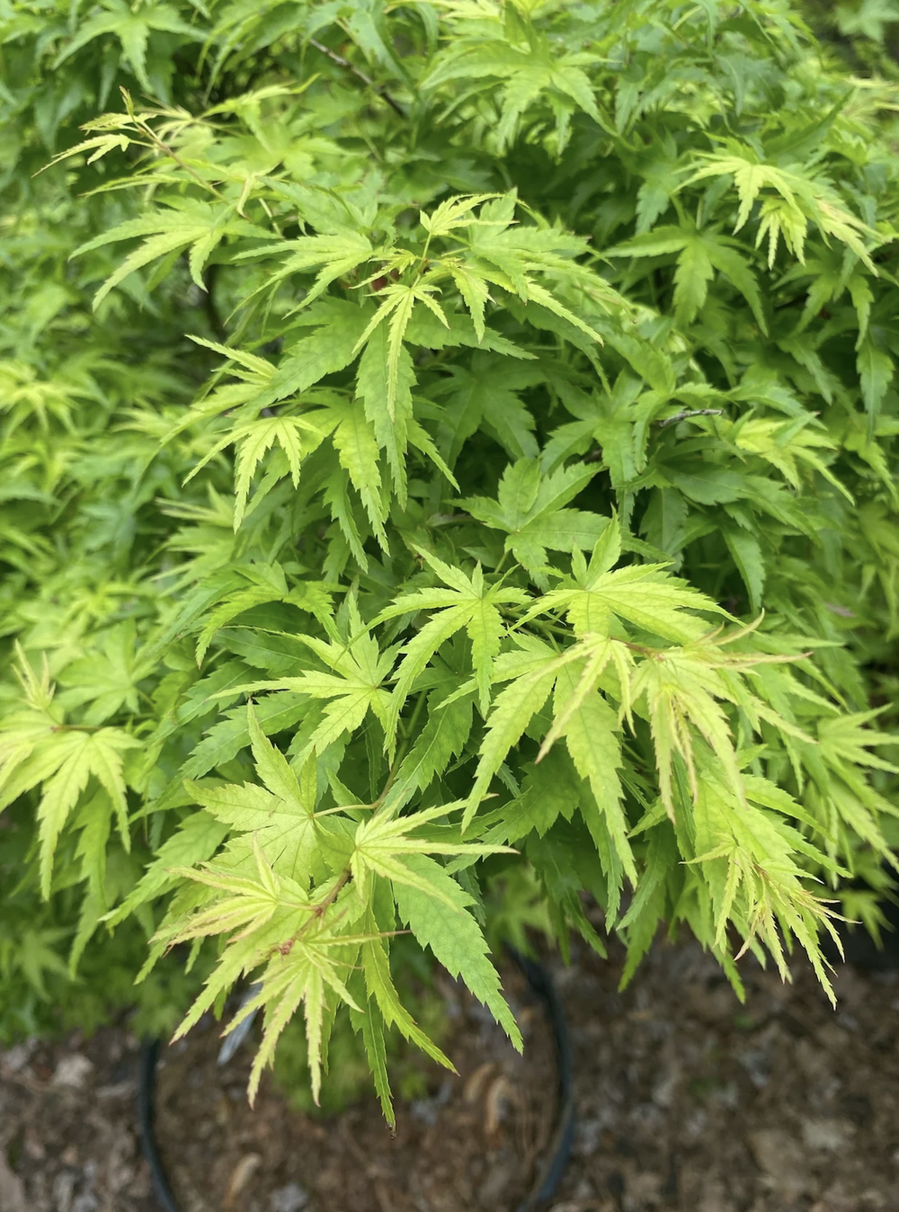 Acer palmatum Sharp's Pygmy Spring LEAF.png