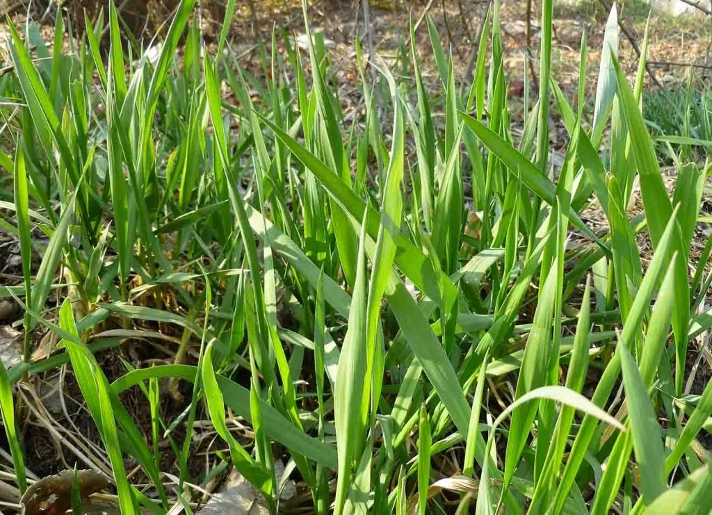 Crabgrass are common weeds in Toronto
