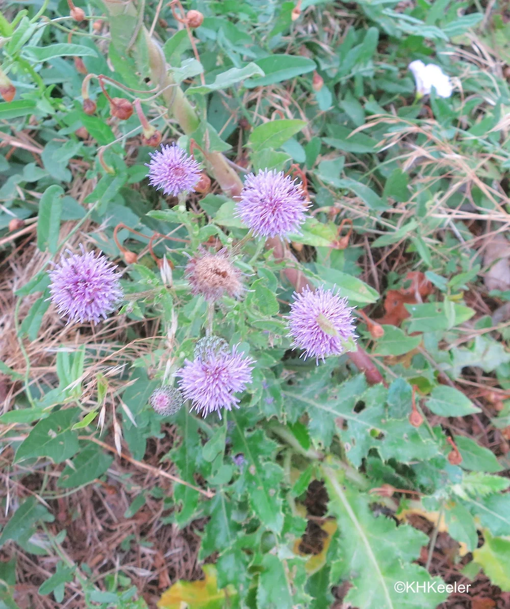 Canada Thistle
