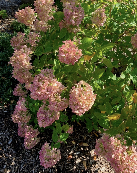 Hydrangea  Little Lime Fall .png