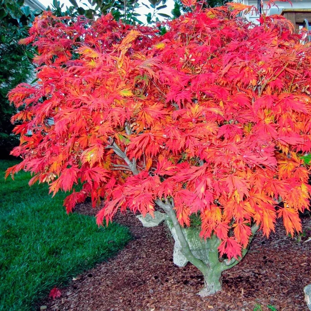 Fern Leaf Japanese Maple in Fall colour.jpeg