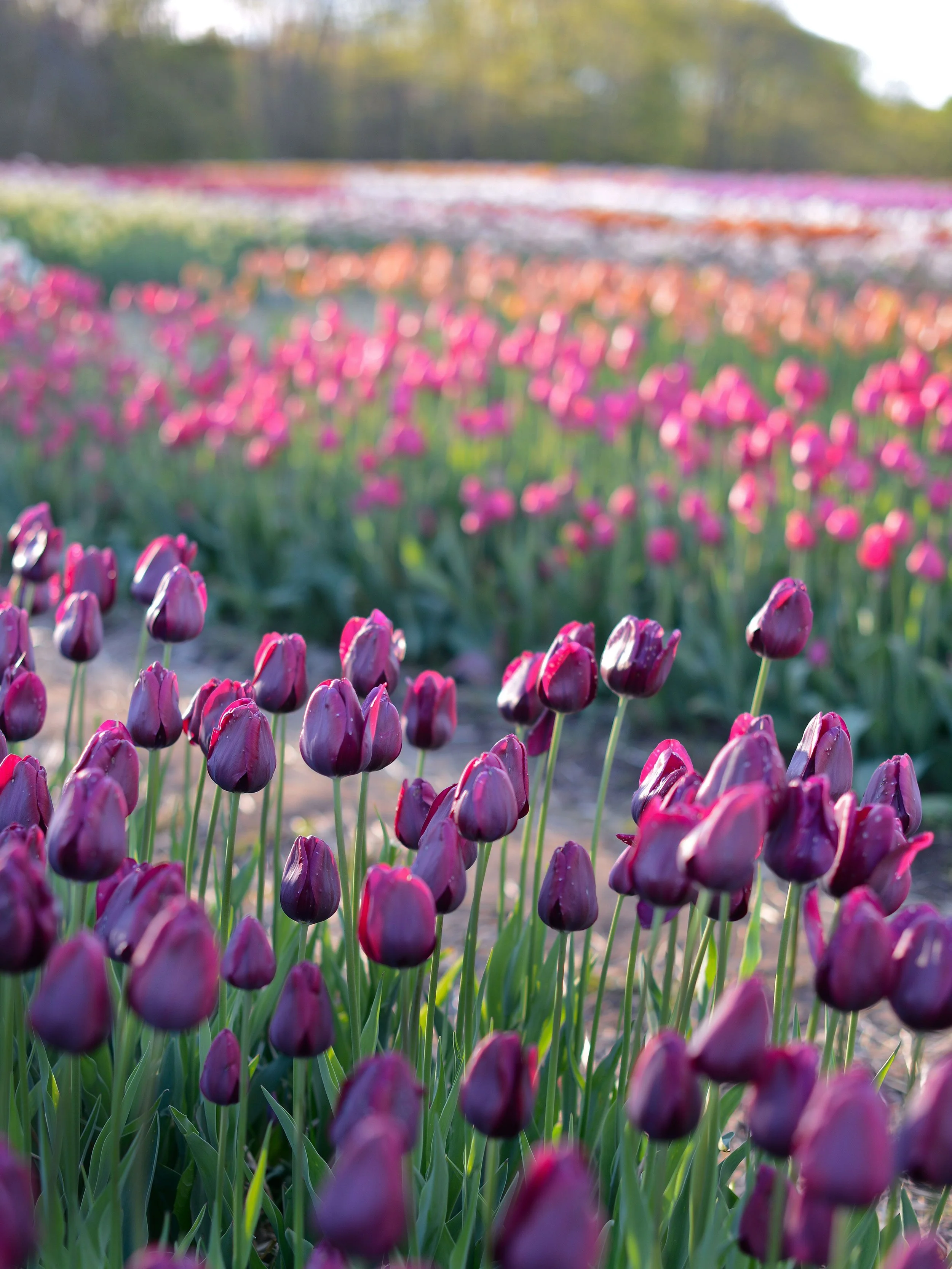 Wide field of tulips in shades of purple and pink blooming in rows