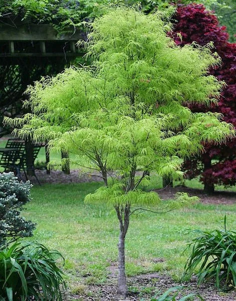 Acer Palmatum.jpg