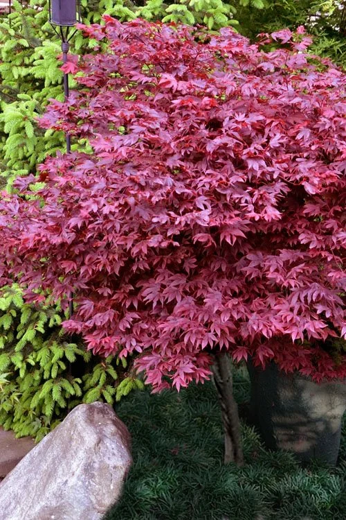 Adrians Compact Japanese Maple.jpeg