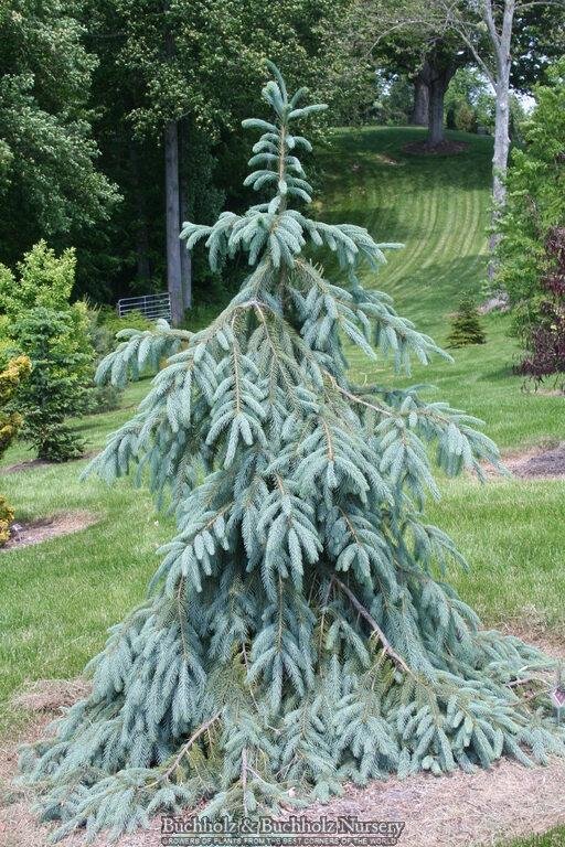 Bush's Lace Englemann Spruce.jpg