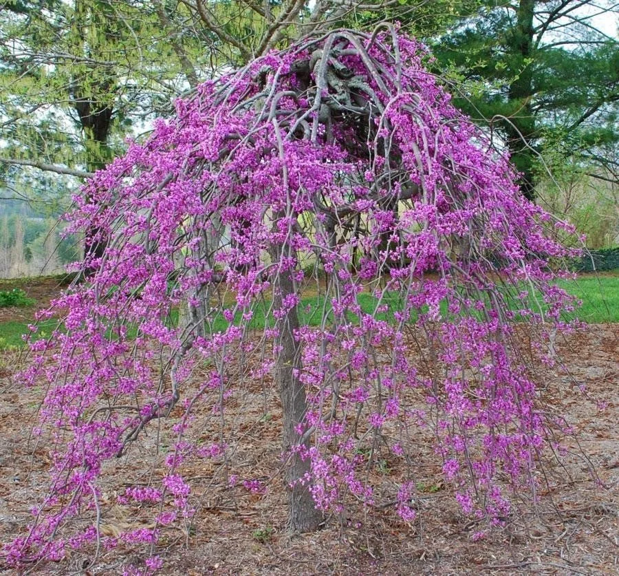 cercis-redbud-ruby-falls-flowers.jpg