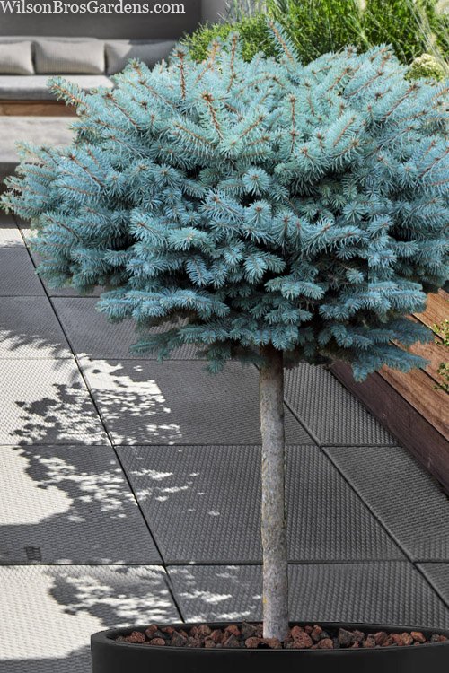 Globe Blue Spruce Topgraft.jpg