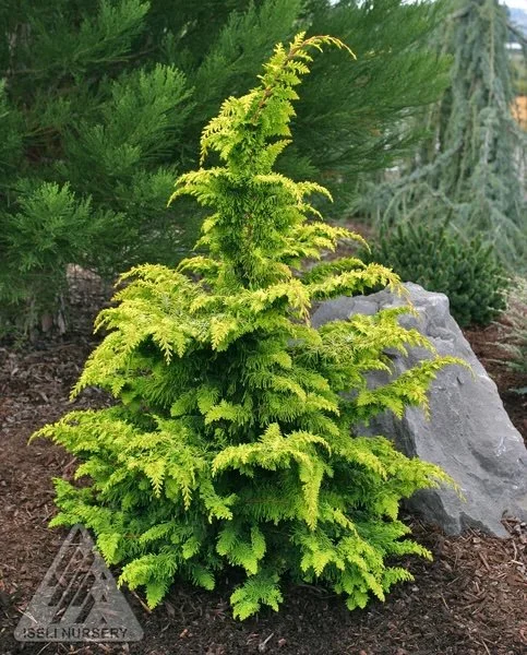 Gold Hinoki Falsecypress.jpeg