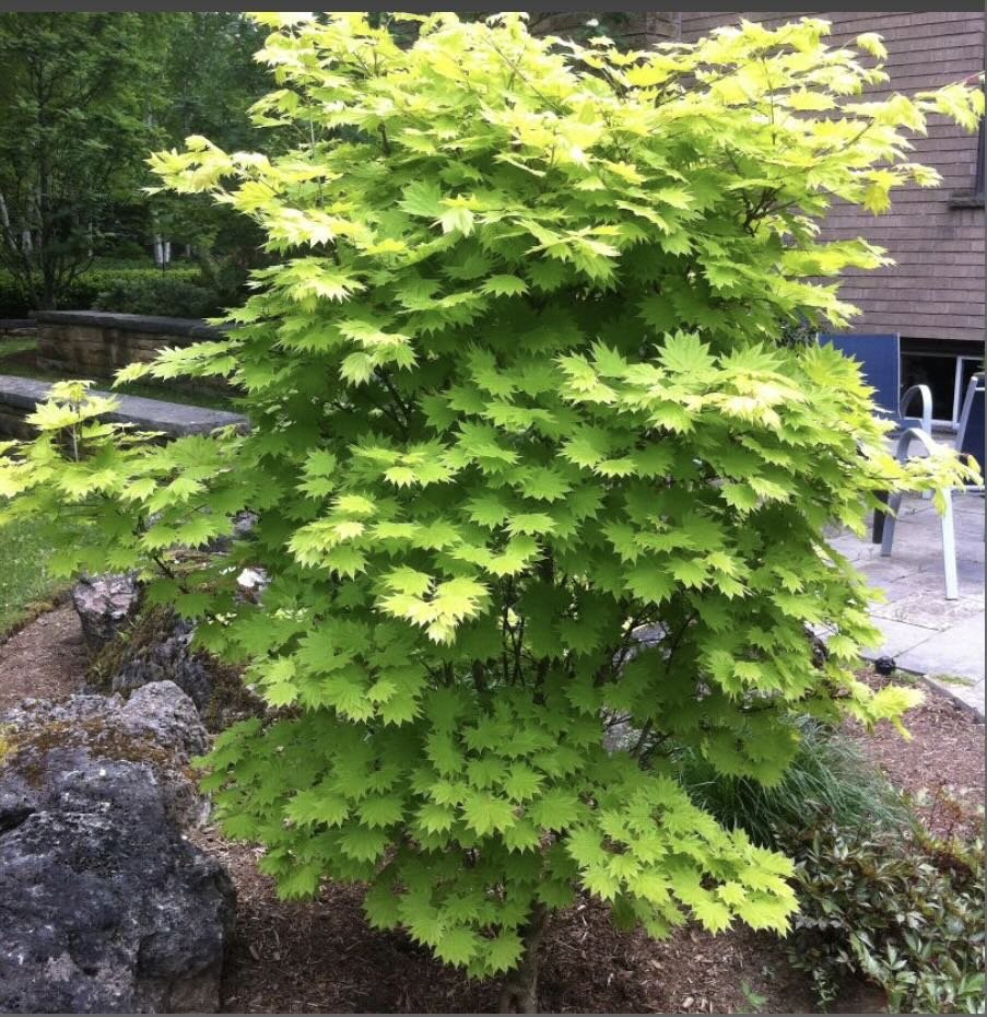 GOLDEN FULL MOON MAPLE.jpg