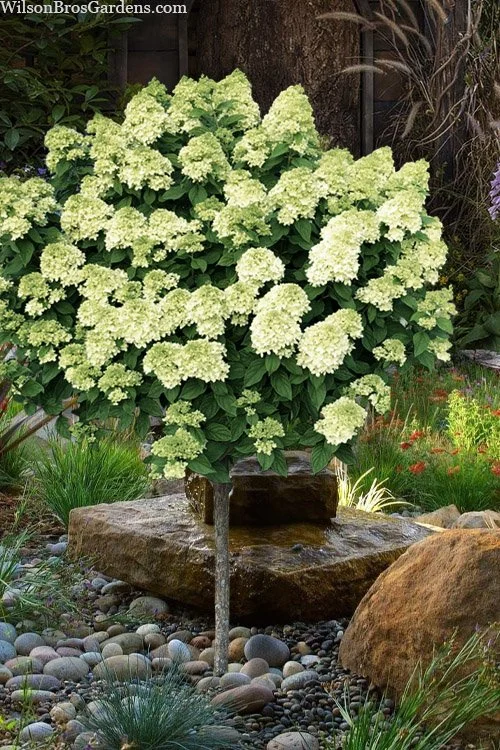 Hydrangea Little Lime Treeform.jpg