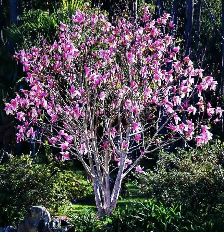 MAGNOLIA ANN 2.jpg