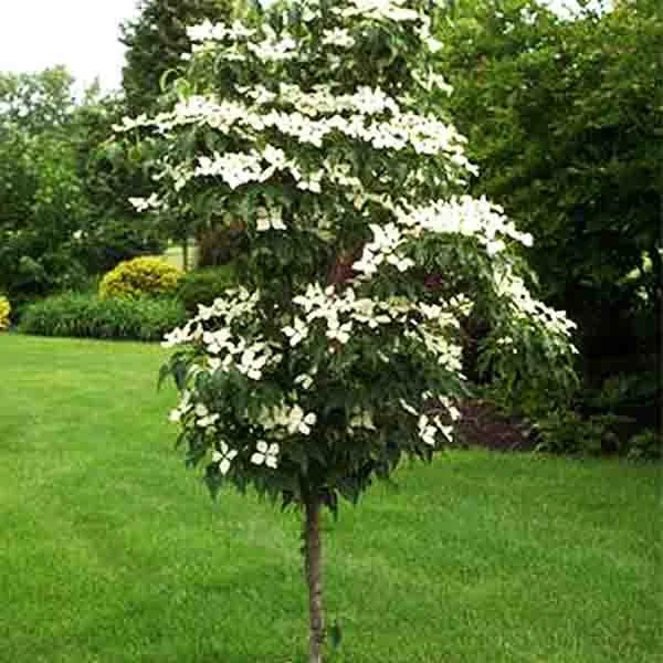 Snow Tower Dogwood.jpg