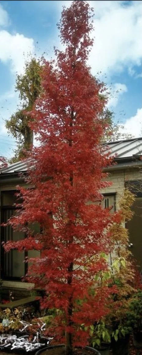 Tsukasa Silhouette Columnar Japanese Maple.jpg