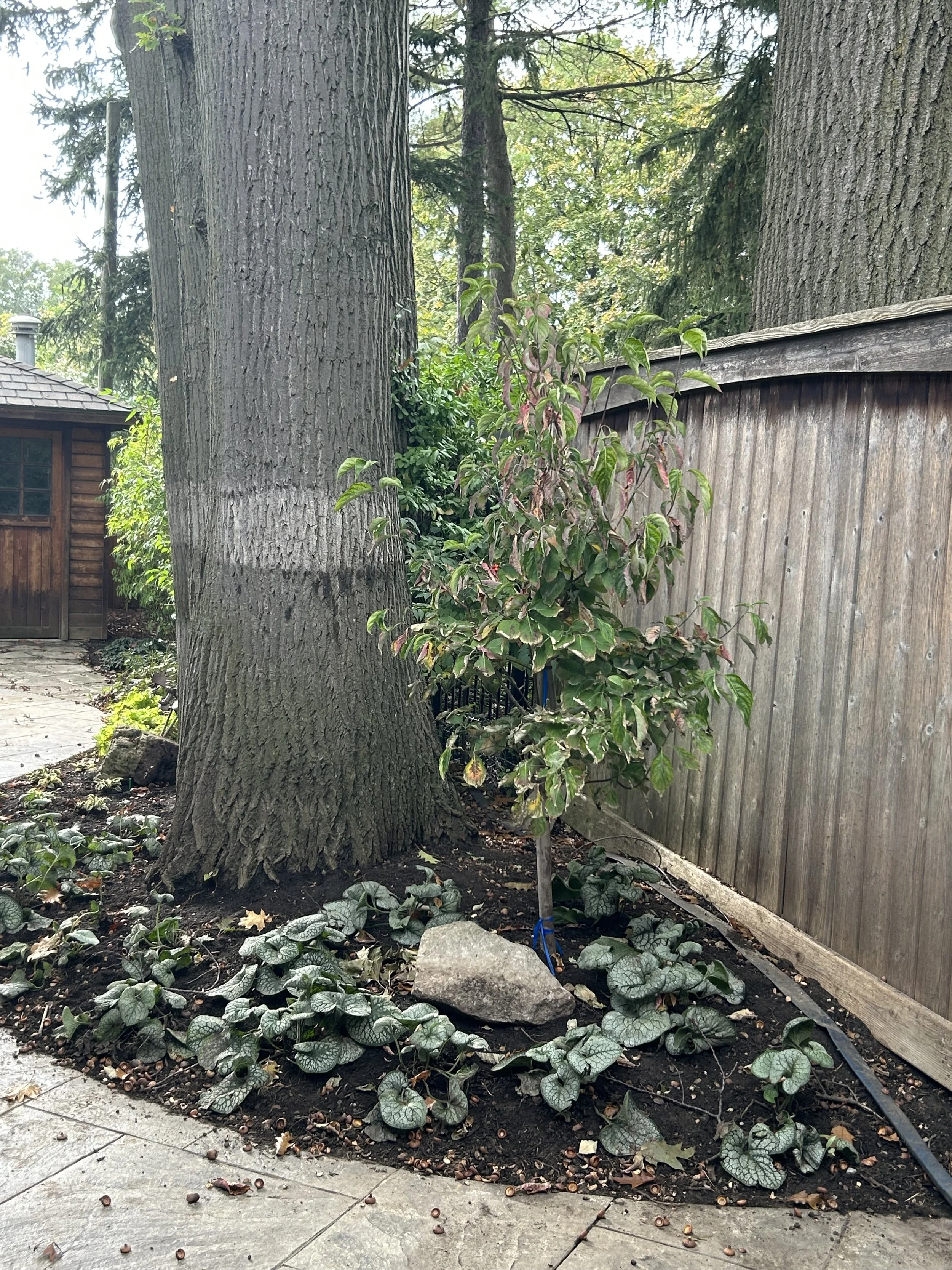 woodland-cottage-theme-landscape-design-toronto-master-in-the-field-landscape-design-stephanie-leblanc-landscape-designer-clients-wanted-a-fresh-vision-for-their-backyard-space-woodland-cottage-design-theme-gardens-with-native plants-colour-texture-f