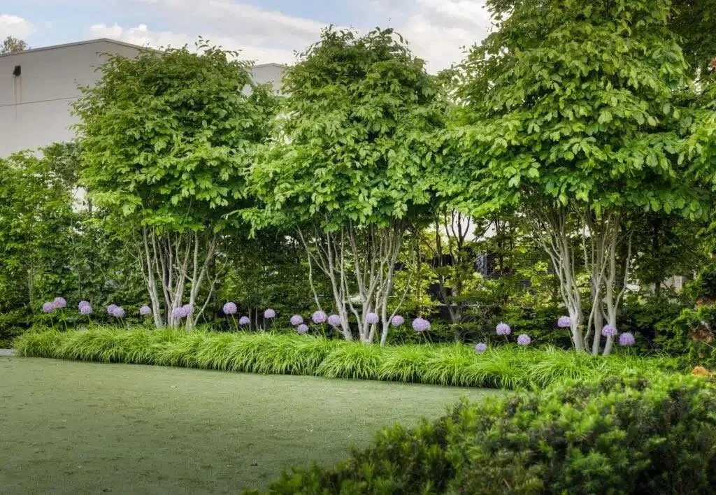 A landscaped garden with green trees, purple flowers, and a trimmed green lawn.