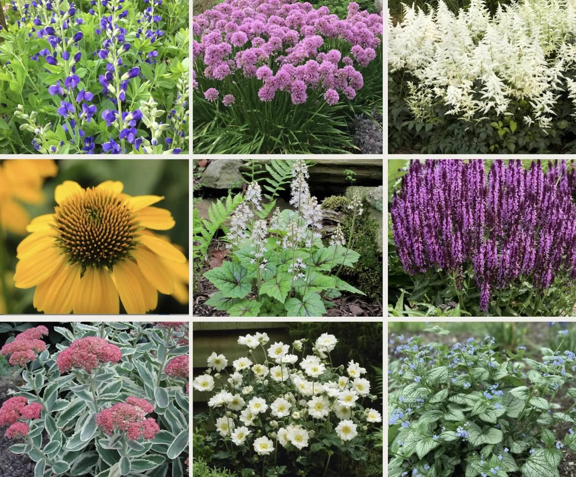 low maintenance perennials such as Coneflowers, Allium, Sage, Astilbe in Toronto