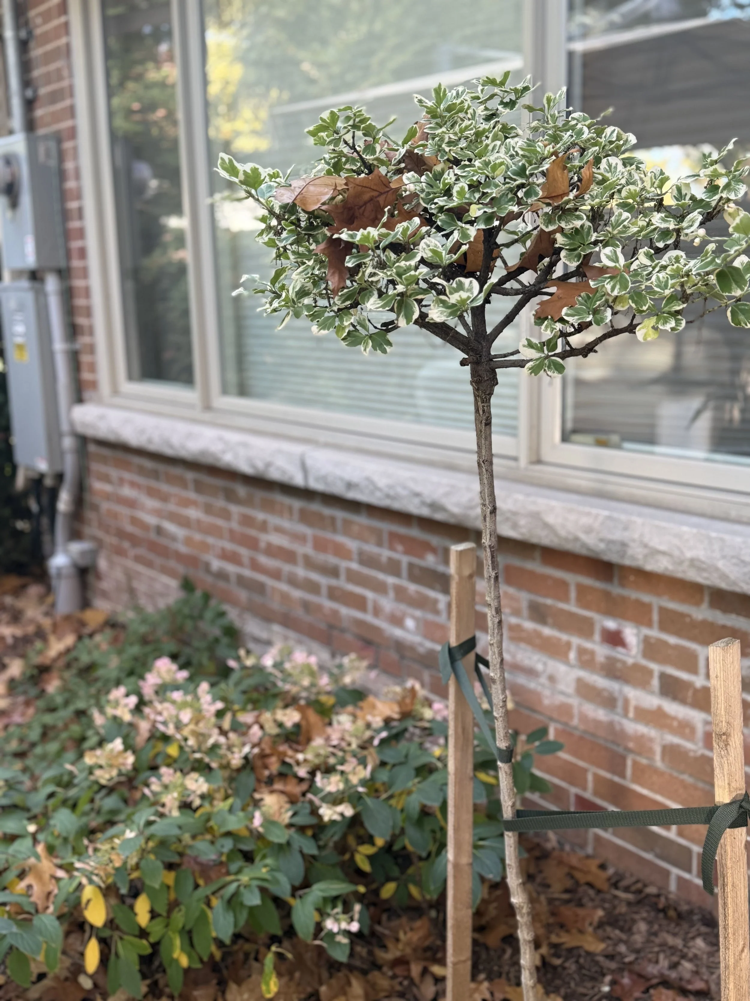 woodland-cottage-theme-landscape-design-toronto-master-in-the-field-landscape-design-stephanie-leblanc-landscape-designer-clients-wanted-a-fresh-vision-for-their-backyard-space-woodland-cottage-design-theme-gardens-with-native plants-colour-texture-f