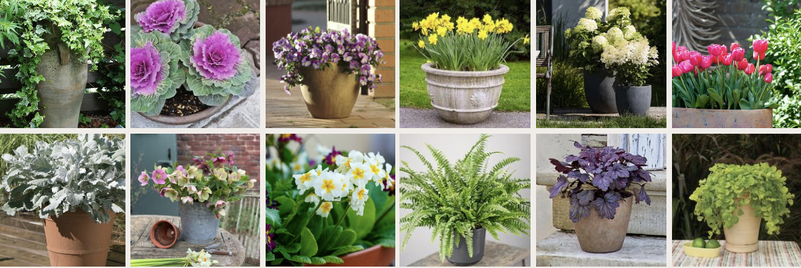 spring plants in Toronto from Spillers, foliage and fillers, and flowers such as Daffodils, Hyacinths, Ferns, Ivy, etc.