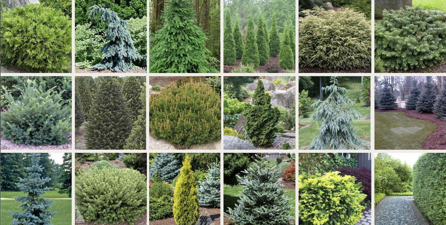 Best Plants, Trees & Shrubs for Toronto Landscaping — Master in the ...