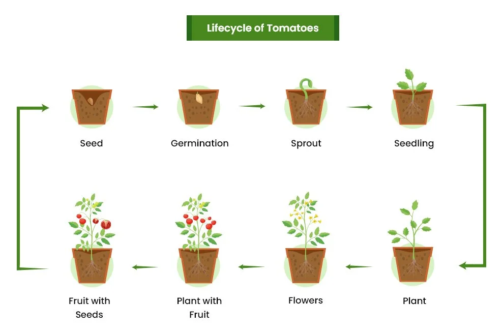 lifecycle of tomatoes planting and gardening season