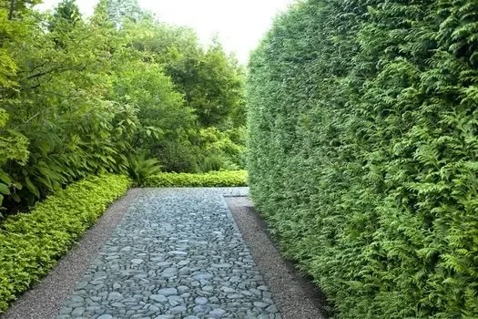 Cobblestone pathway bordered by lush green hedges and trees.