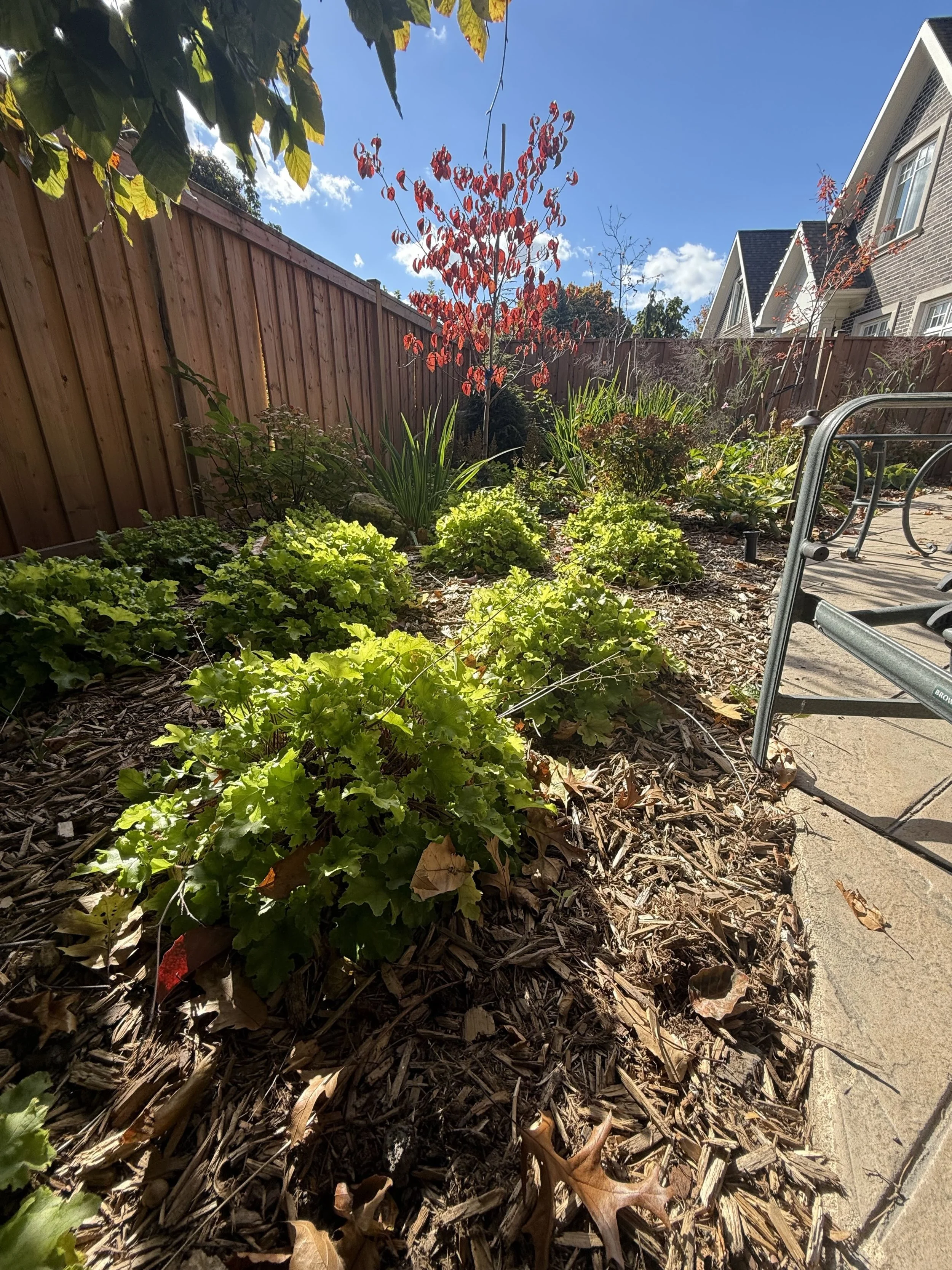 woodland-cottage-theme-landscape-design-toronto-master-in-the-field-landscape-design-stephanie-leblanc-landscape-designer-clients-wanted-a-fresh-vision-for-their-backyard-space-woodland-cottage-design-theme-gardens-with-native plants-colour-texture-f