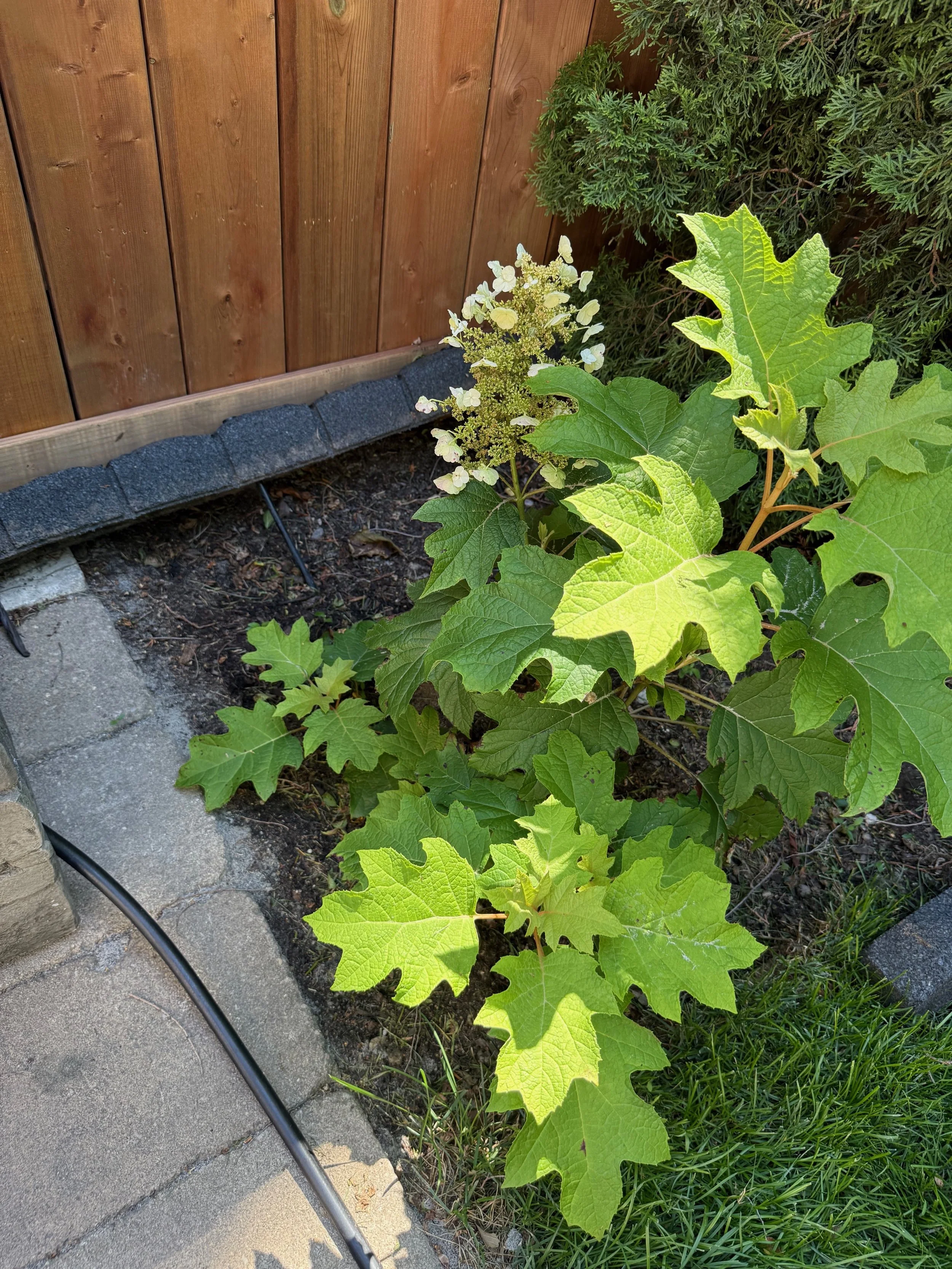 after photo of a backyard landscape transformation done by Master In The Field