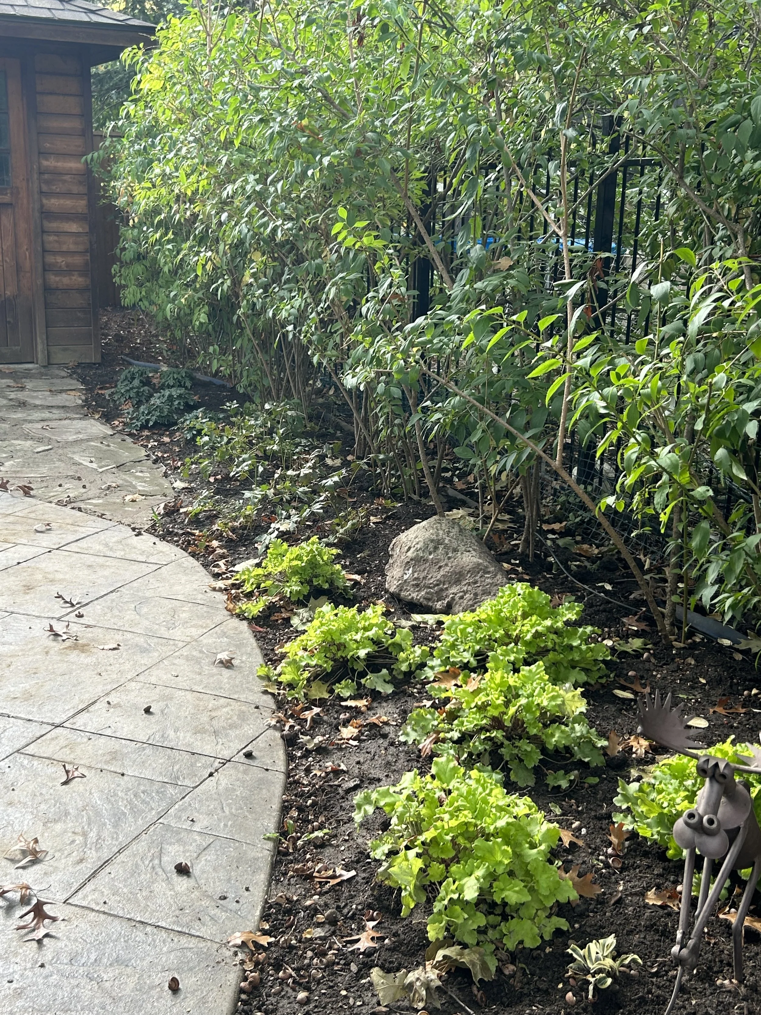 woodland-cottage-theme-landscape-design-toronto-master-in-the-field-landscape-design-stephanie-leblanc-landscape-designer-clients-wanted-a-fresh-vision-for-their-backyard-space-woodland-cottage-design-theme-gardens-with-native plants-colour-texture-f
