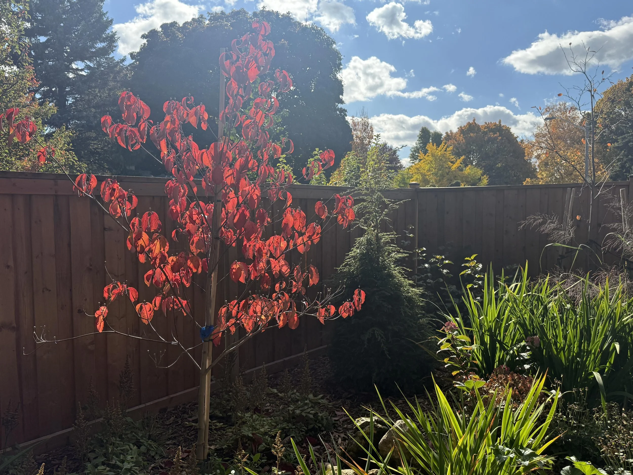 woodland-cottage-theme-landscape-design-toronto-master-in-the-field-landscape-design-stephanie-leblanc-landscape-designer-clients-wanted-a-fresh-vision-for-their-backyard-space-woodland-cottage-design-theme-gardens-with-native plants-colour-texture-f
