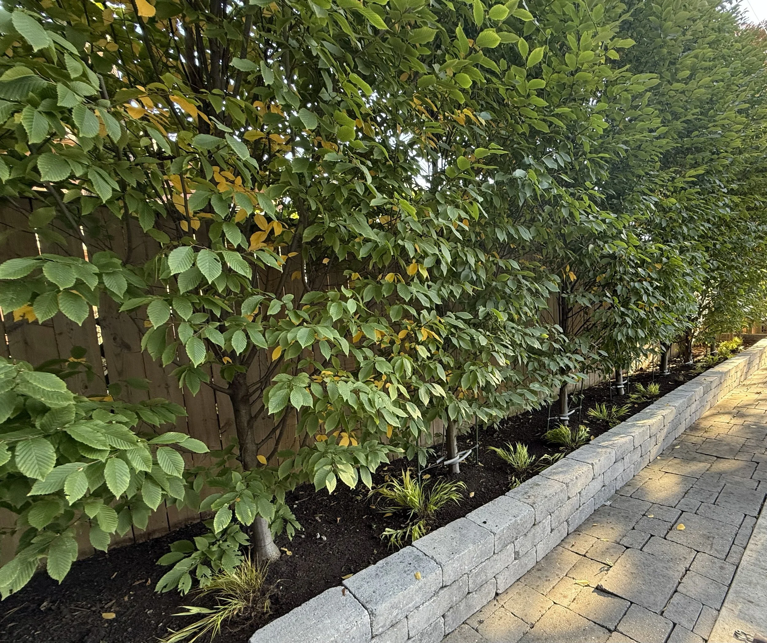 poolside-retreat-landscape-design-toronto-landscaping-master-in-the-field-landscape-design-stephanie-leblanc-landscape-designer-modern-landscape-design-modern-repeated planting and clean-lines-hedges-gardens-texture-colour.-year-round-interest-hornbe