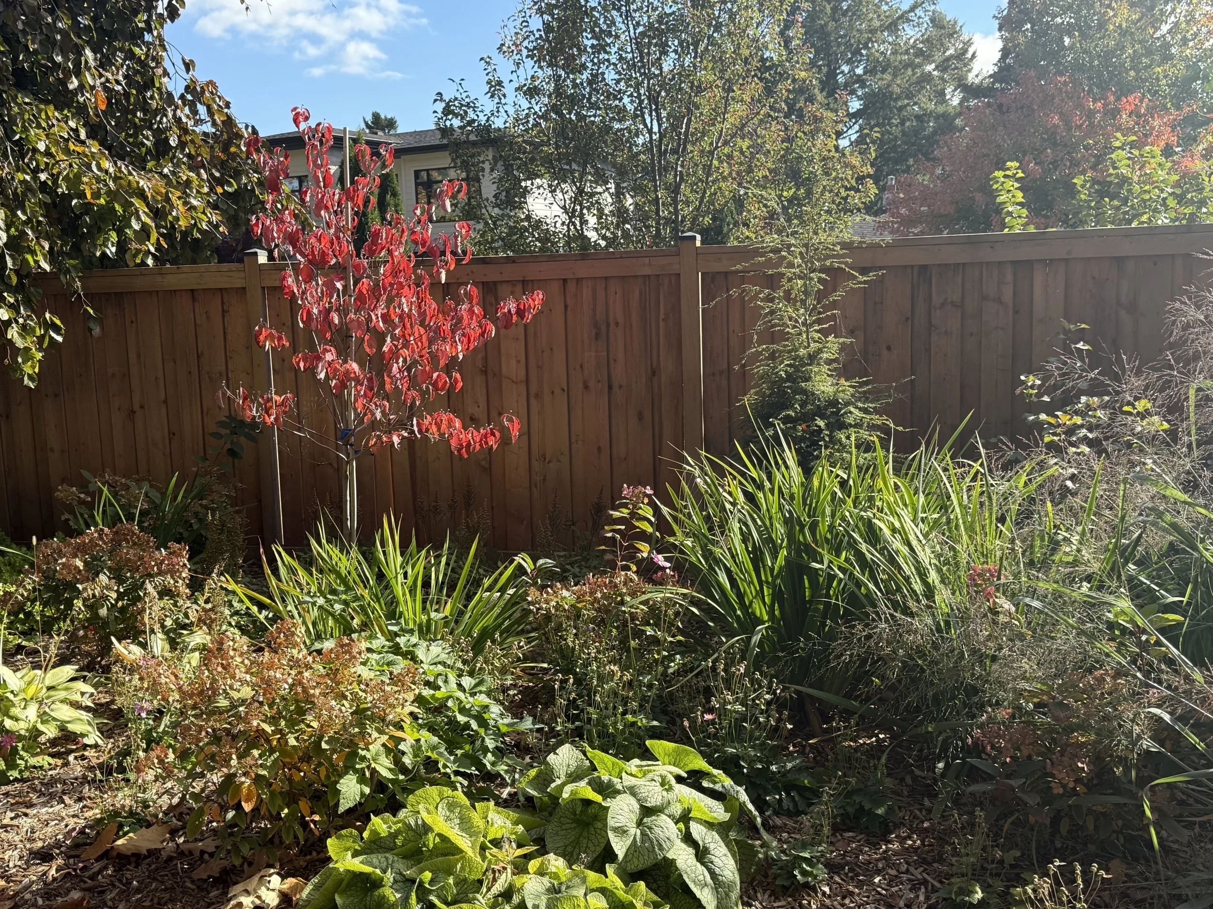 woodland-cottage-theme-landscape-design-toronto-master-in-the-field-landscape-design-stephanie-leblanc-landscape-designer-clients-wanted-a-fresh-vision-for-their-backyard-space-woodland-cottage-design-theme-gardens-with-native plants-colour-texture-f