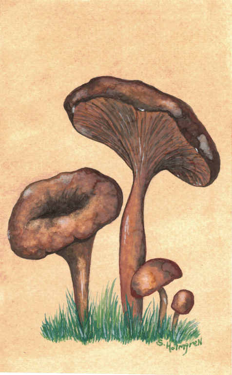 Mushroom Trail 4" x 6" - $18