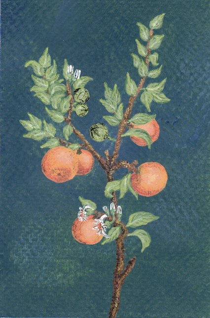 Tangerine - 4" x 6" - $10