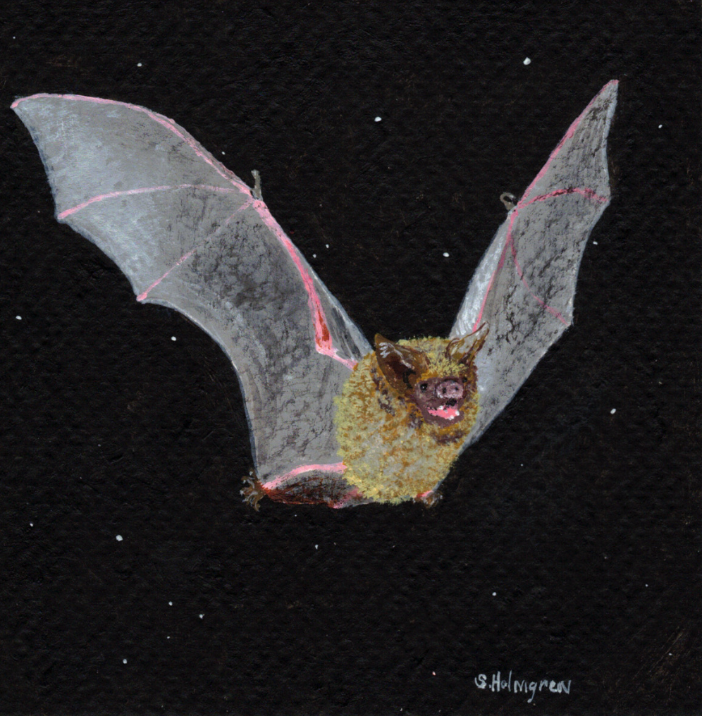 Bat Night - 5" x 5" - $8
