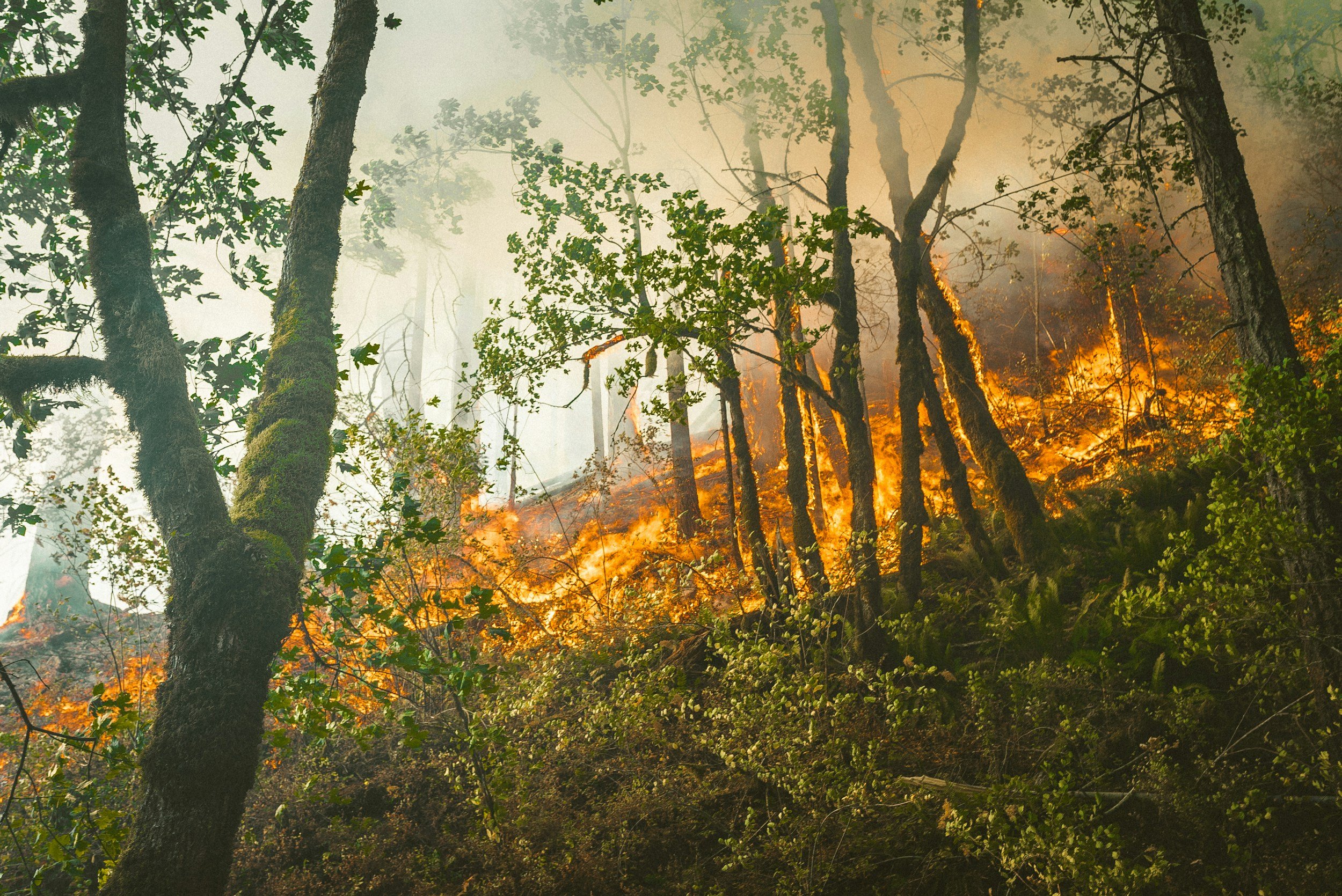 Forest Fires in Northern Ontario