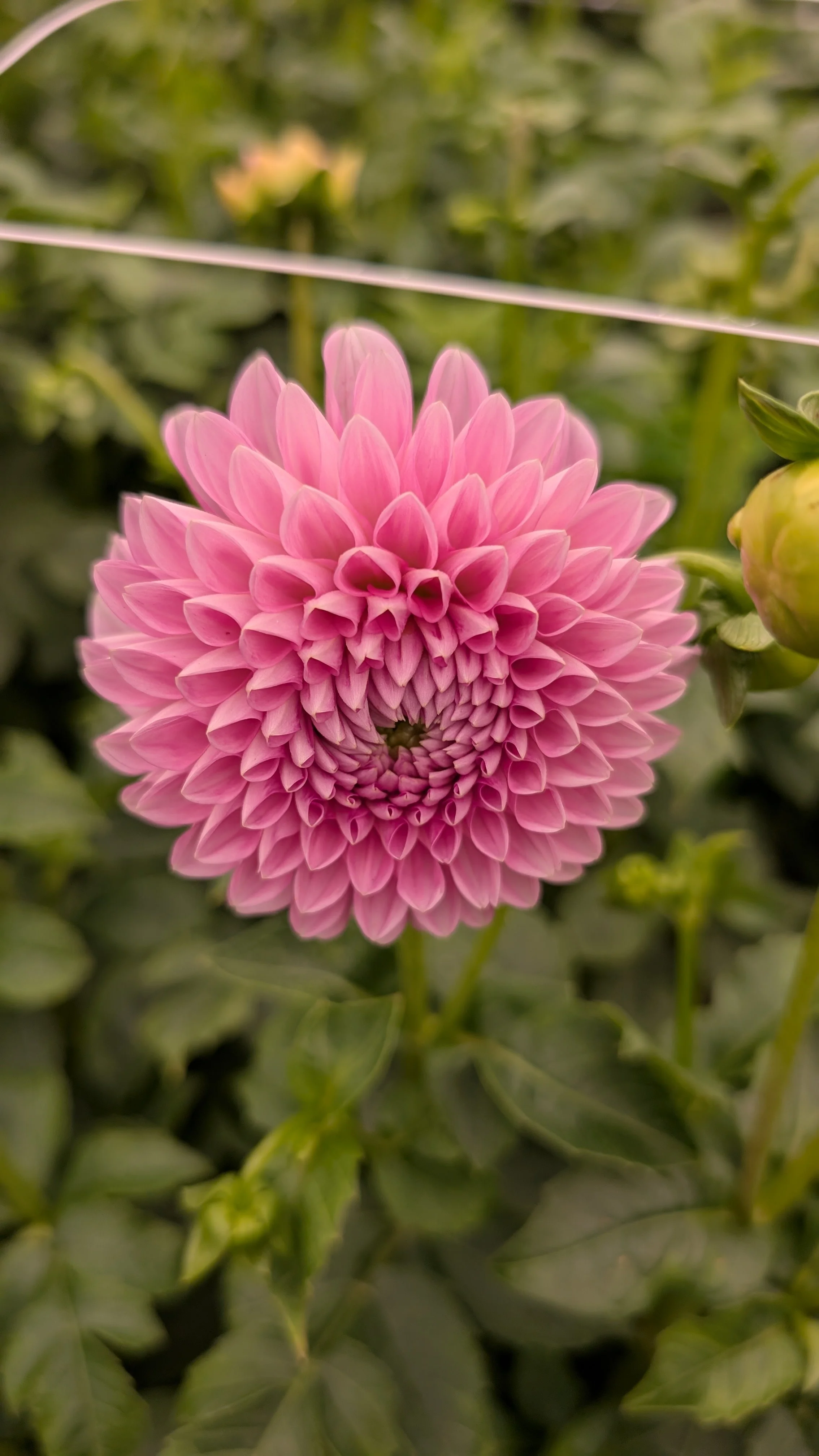 Dahlia - Marshmallow baby, 10 stems