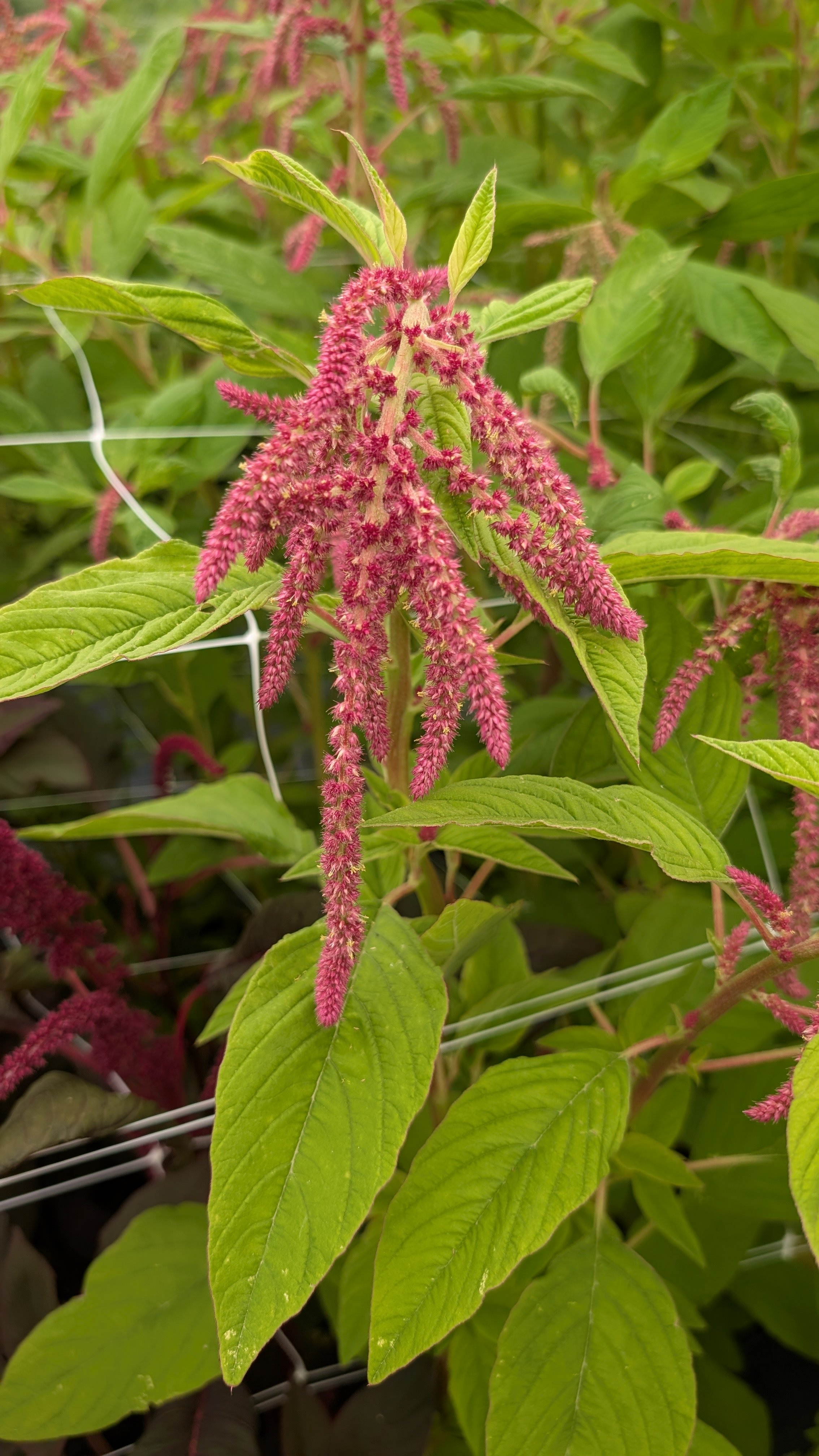 Amaranthus - Love lies bleeding, 50 stems